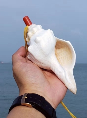 海螺号角可吹天然超大海螺贝壳哨子儿童玩具响亮螺号可吹喇叭口哨