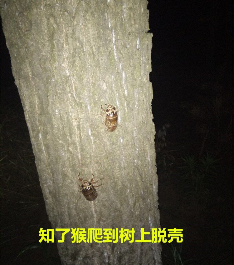 2018年新鲜油炸知了猴金蝉野生爬蚱蝉蛹即食徐州特产小吃50只包邮在类目 水产肉类/新鲜蔬果/熟食, 生肉/肉制品, 其它生肉制品中 - 来自Buy2taobao.com提供专业的淘宝代购服务