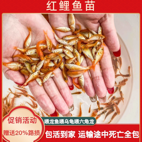 红鲤鱼冷水鱼小鱼苗观赏鱼好养