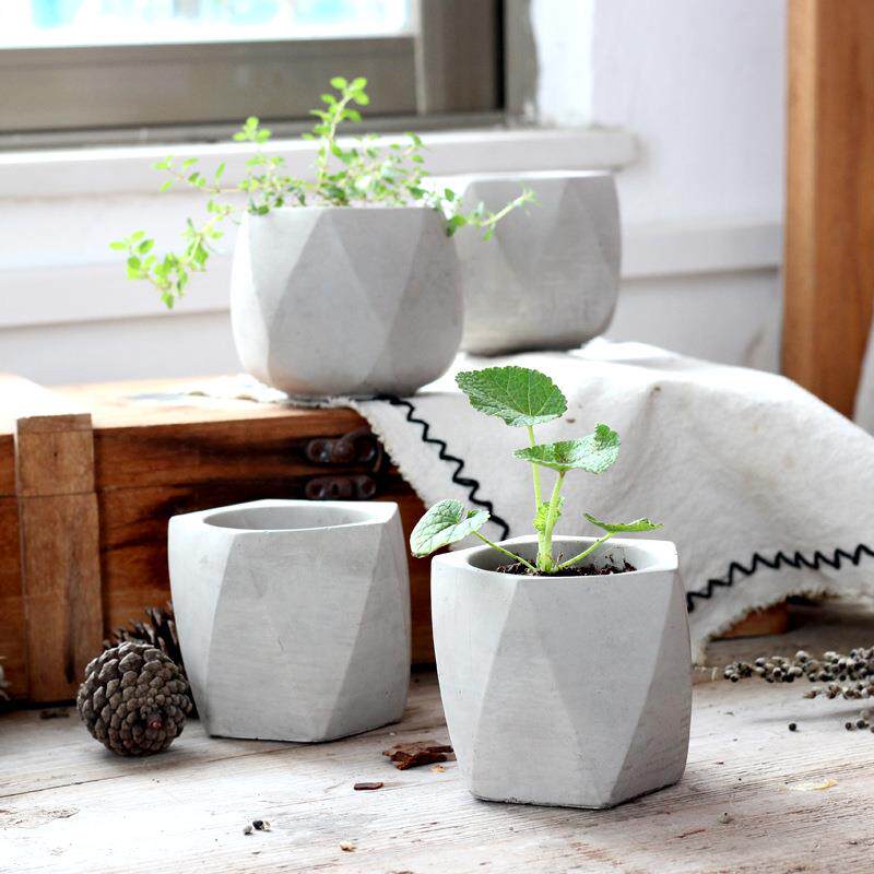 棒叶虎皮兰  网红室内绿植盆栽