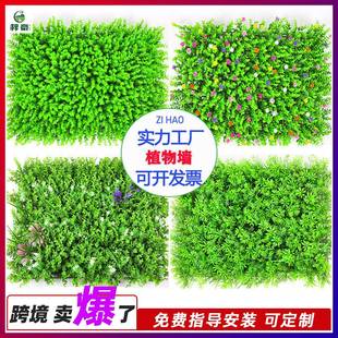 爬地矮珍珠水草鱼缸造景前景草坪植物趴地网片迷你日本矮珍珠牛毛