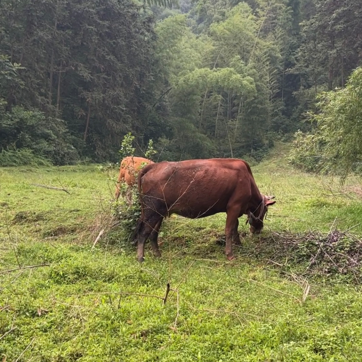 顺丰包邮金寨农村散养种田黄牛肉