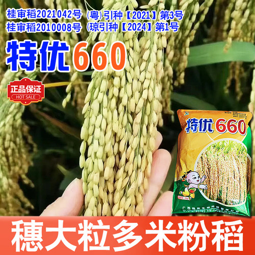 桂潮米杂交水稻种特优660米粉稻