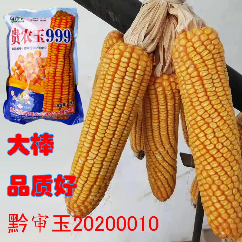 玉米种子贵农玉999大籽大粒大棒适应1500米以下海拔播种