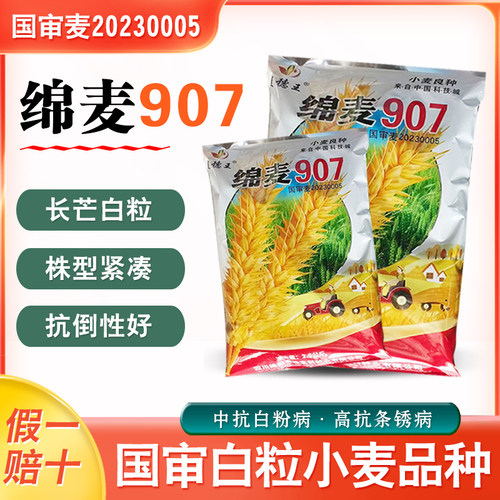 国审小麦种子绵麦907小麦种子