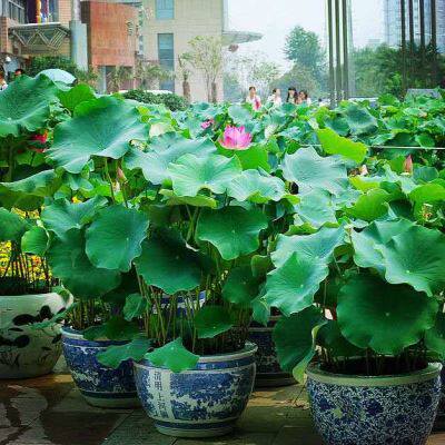 荷花种藕 水生大荷花藕苗四季盆栽观赏莲花植物花卉池塘鱼缸专用