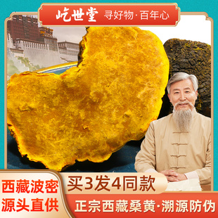 整朵非长白山金边桑黄茶非特级买2发500g 西藏野生桑黄灵芝菌正品