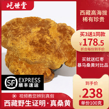 桑树桑黄西藏桑黄菌非长白山野生非特级暴马桑黄整支灵芝送枸杞茶