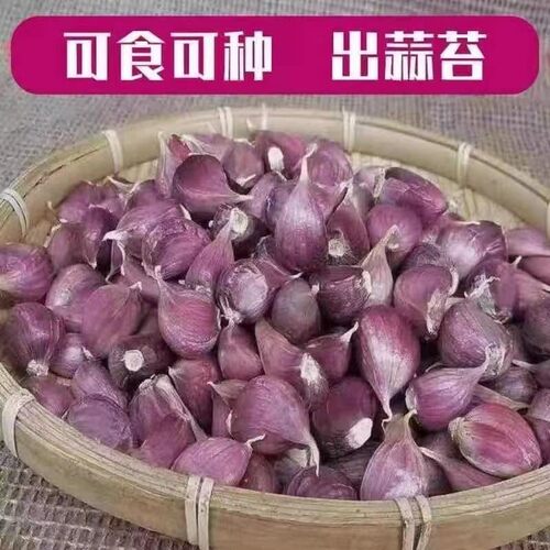 【2026年云南紫皮蒜瓣】新干蒜大蒜 香蒜辣蒜 红蒜蒜籽可吃可种