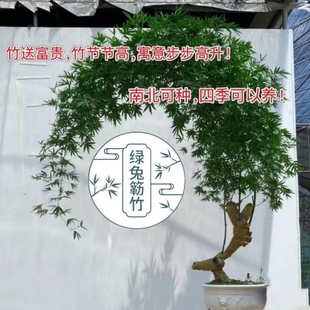 小叶簕竹根招财富贵竹根老桩绿植竹子客厅阳台盆栽盆景月牙宝塔桩