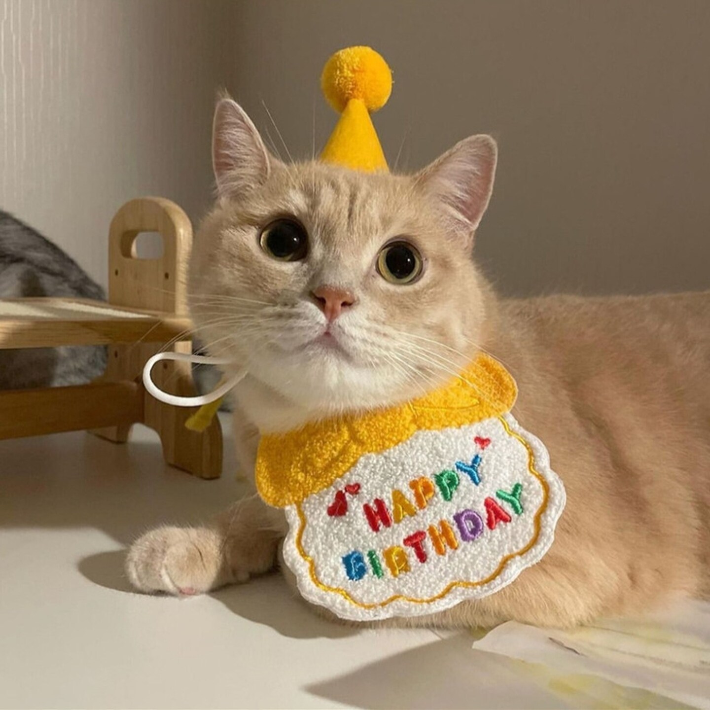 猫咪口水巾可爱围兜生日帽派对装饰套装彩色围兜拍照道具宠物泰迪
