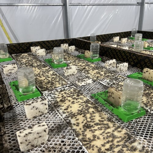 批发蟋蟀蜈蚣蝎子自动大小饮水器