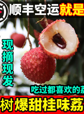 老树桂味荔枝真小核新鲜现摘空运