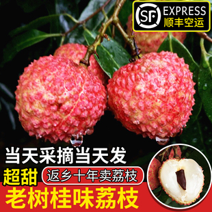 顺丰空运老树桂味荔枝新鲜现摘荔枝核小肉厚仙进糯米奉糍当季水果