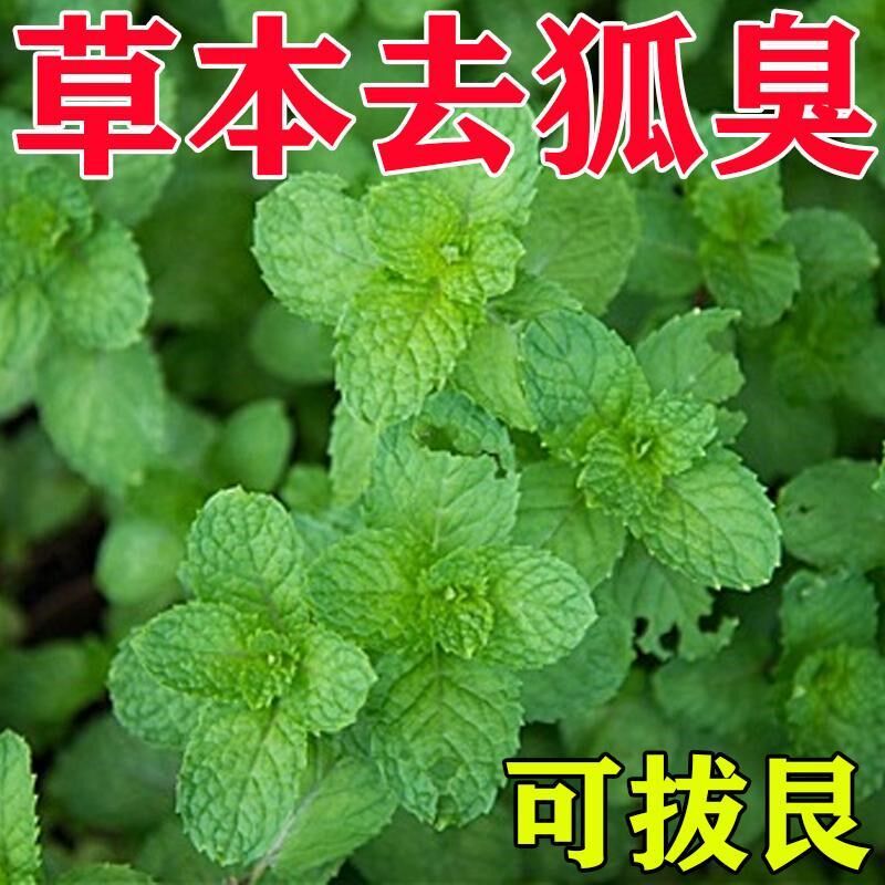 去狐臭神器去腋下异味止汗腋窝除臭孤臭净香去味清爽止汗专用喷剂