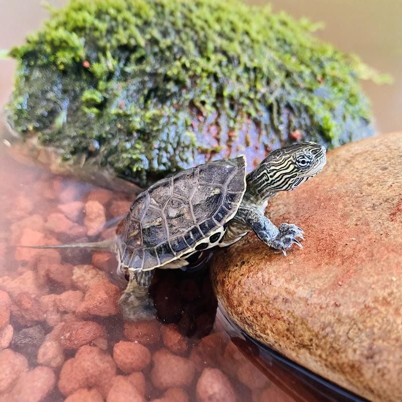 适合家养的小乌龟活物认主迷你中华花草杂龟苗好养易存活小孩可养