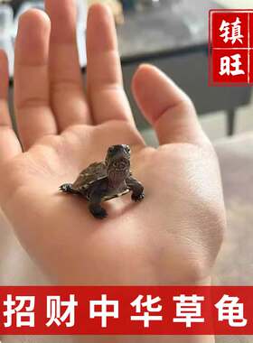 乌龟活物网红中华草龟苗玄武易存活招财进宝家居办公室