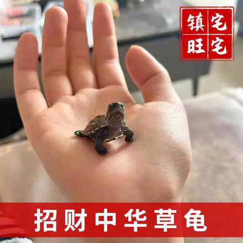 乌龟活物网红中华草龟苗玄武易存活招财进宝家居办公室