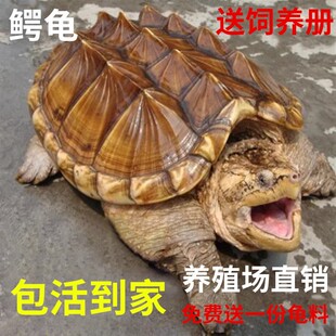 鳄龟苗活体鳄鱼龟纯佛大杂佛鳄龟刺鳄钓鱼龟乌龟食用鳄龟黄金观赏