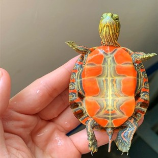 小乌龟七彩活物好养活深水一公一母宠物适合家养的大巴西锦龟认主