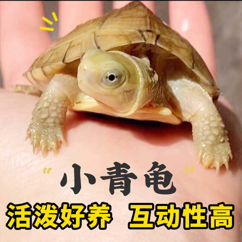 小青龟苗宿舍淡水陆小乌龟好养耐活杂食草长寿网红公母南石金钱