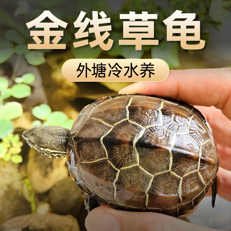 苏北金线草龟适合家养中华乌龟外塘易存活好养宠物大头苗招财认主