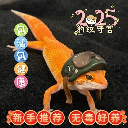 豹纹守宫幼体苗子活体蜥蜴入门爬宠活物新手入门易养不咬人温顺