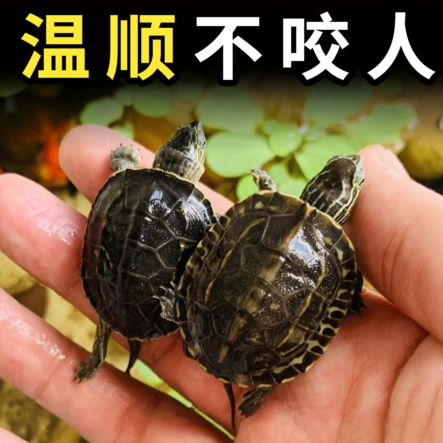温顺不咬人的乌龟【花草杂龟】图片