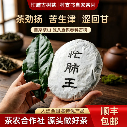 镇店之宝忙肺古树茶大叶醇茶王树