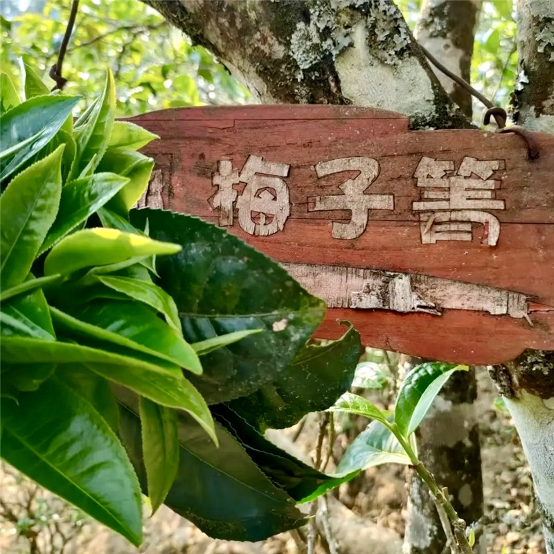 2024春茶 梅子箐 锅底塘普洱茶生茶散茶200g茶农原产地梅子箐村 茶 普洱 原图主图