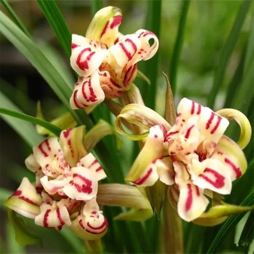 兰花苗盆栽植物室内春兰天彭牡丹带花苞浓香名贵好养花卉品种大全