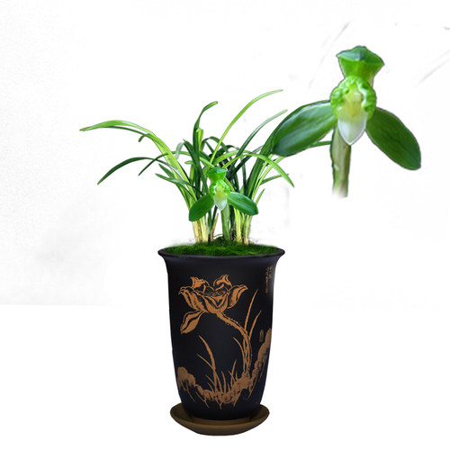 兰花苗盆栽植物室内春兰知足素梅无花苞浓香名贵好养花卉品种大全