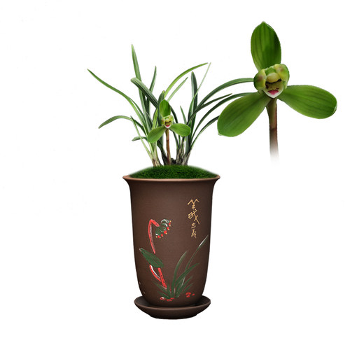 兰花苗盆栽植物室内春兰小打梅带花苞浓香名贵好养花卉品种大全