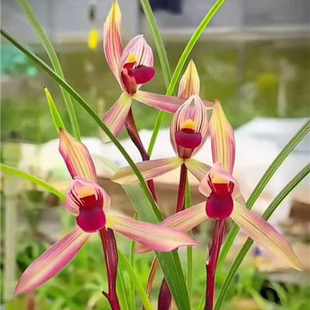 名贵兰花苗春兰铭品滇红素带花苞好养室内阳台浓香花卉品种大全