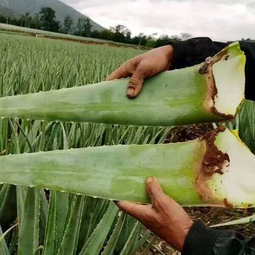 美容芦荟灌肤可食用芦荟绿植