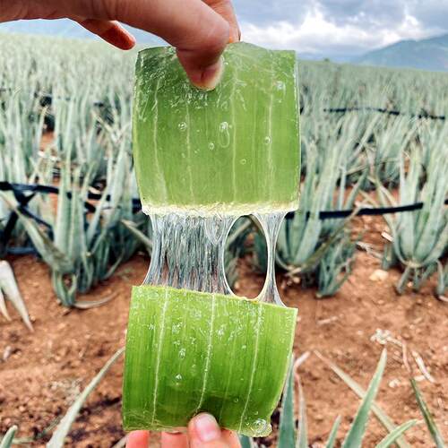 芦荟灌肤专用库拉索芦荟鲜叶