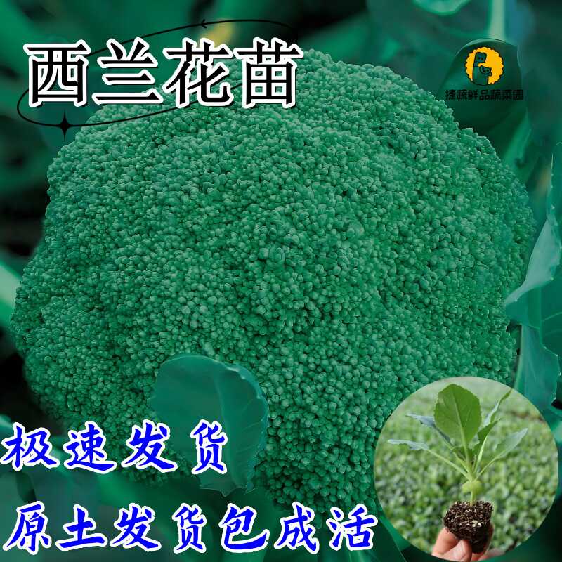 西兰花苗花菜苗绿甘蓝包秧苗蔬菜苗西蓝花秧苗秋冬阳台盆栽种子苗