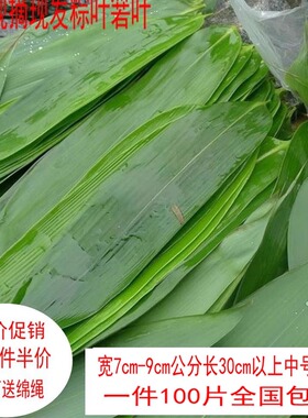 正宗野生粽叶新鲜粽叶包粽子叶棕叶大竹100片现摘现发1份包邮
