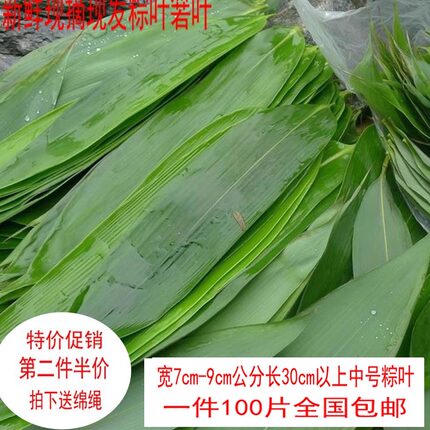 正宗野生粽叶新鲜粽叶包粽子叶棕叶大竹100片现摘现发1份包邮