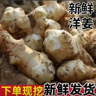 洋姜新鲜野生现挖鬼子姜不辣菊芋现挖现发凉拌爽口腌制批发价