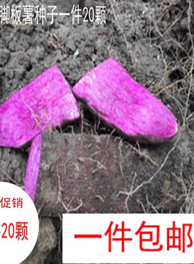 20颗江西农家紫山药种子新鲜脚板