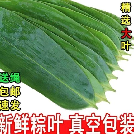正宗野生粽叶新鲜粽叶包粽子叶棕叶大竹100片现摘现发