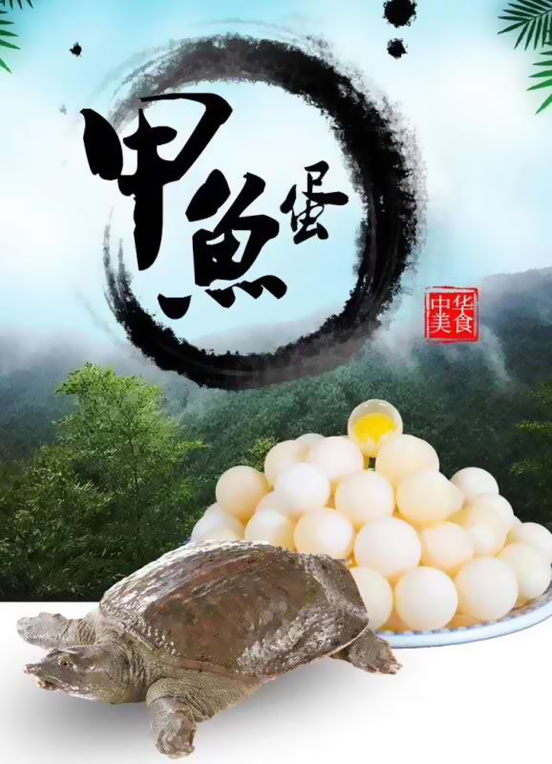 中華鼈蛋新鮮甲魚蛋烏龜蛋王八蛋非雞蛋鳥蛋寶寶輔食營養餐100個在類目 水產肉類/新鮮蔬果/熟食, 新鮮蔬菜/蔬菜製品, 新鮮蔬菜, 其它中 - 來自Buy2taobao.com提供專業的淘寶代購服務