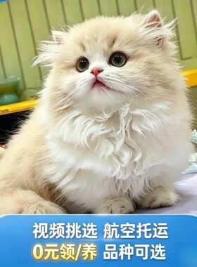 金渐层缅因矮脚可爱猫咪幼猫