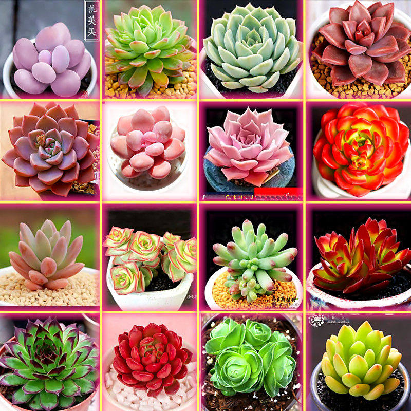 新品 多肉植物组合盆栽大颗超萌 肉肉品种室内含盆带土套餐