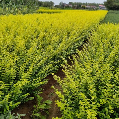 庭院小叶女贞女贞夏季工程绿化