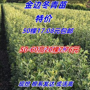 金边黄杨苗金边冬青苗黄杨树苗冬青苗耐寒庭院行道绿化篱笆活苗