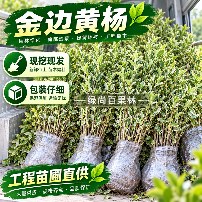 庭院绿化金边黄杨篱笆苗黄杨冬青