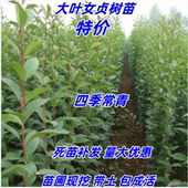 大叶女贞树苗南北方行道园林绿化工程四季 常青女贞苗耐寒当年开花