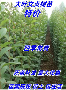 四季常青大叶女贞树苗女贞树苗